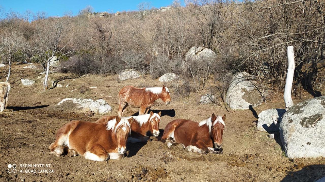 Appartamento Ferme de Béna Enveitg Esterno foto